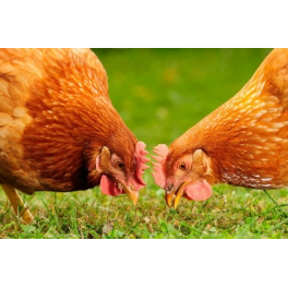 POULTRY PREMIXES POULTRY PREMIXES